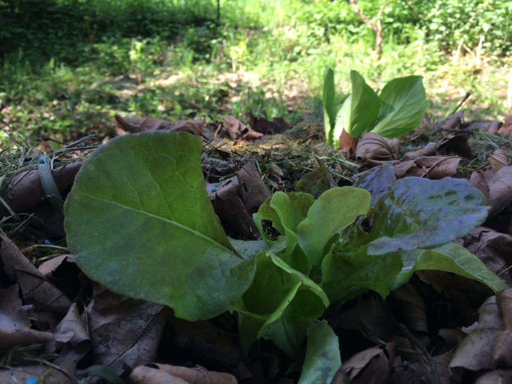 Premières plantations Mai&nbsp;2016