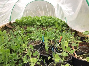 Premières récoltes 2017