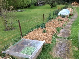 Comment fabriquer du BRF? En élaguant chez soi.