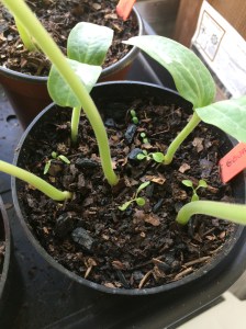 Terreau mélangé avec du charbon de bois