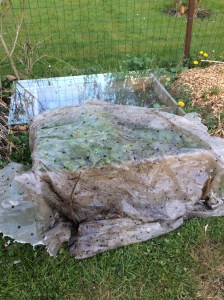 Protection de mes semis contre le gel