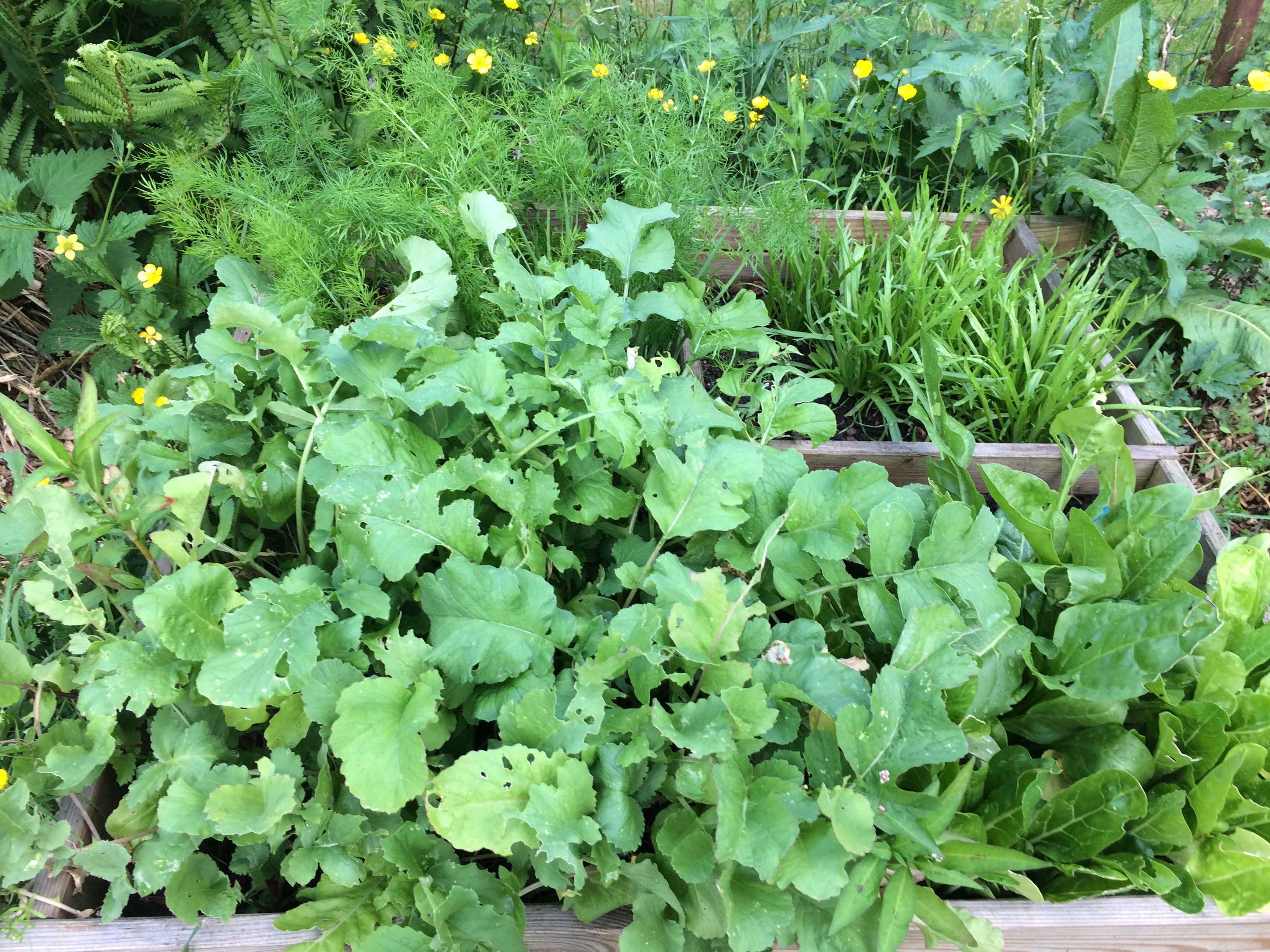 Bac à semis - radis - bettes - plantin - fenouil
