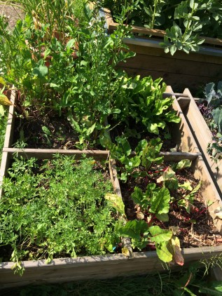 Bac à semis - roquette - cresson aliénois - bettraves - bettes