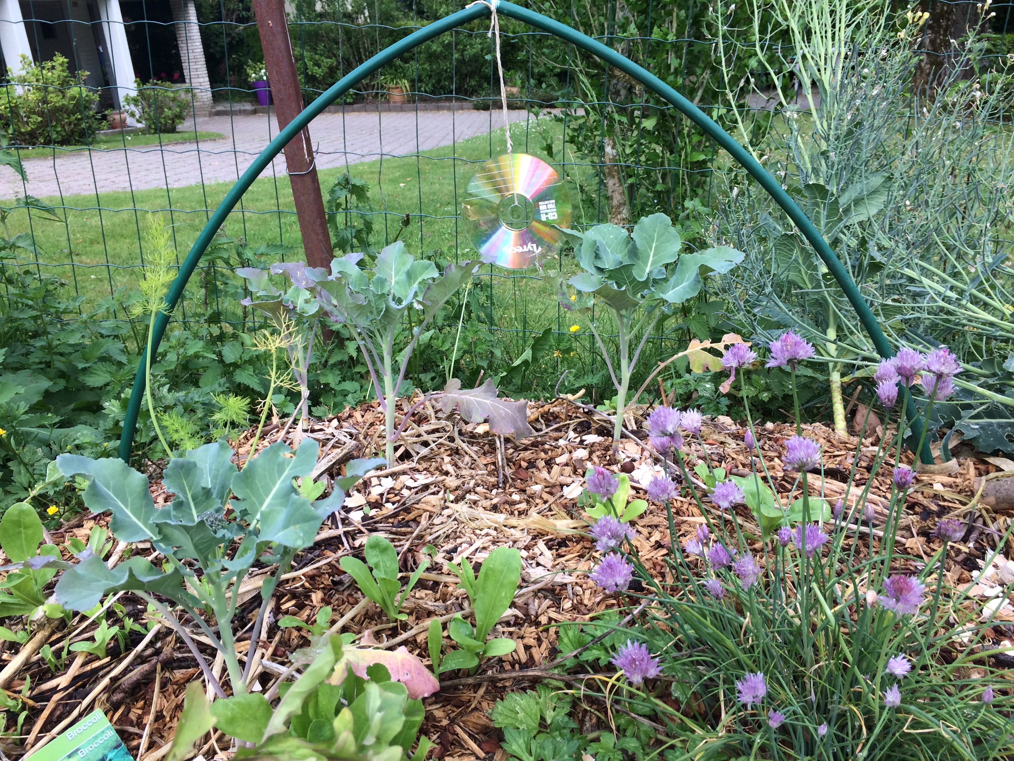 Butte avec choux brocolis et système anti pigeons