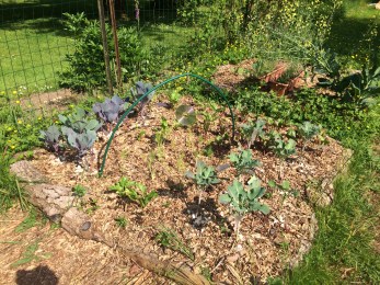 Carre choux rouges - brocolli - bettraves - fenouils