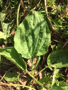 Plantin sauvage dans le jardin