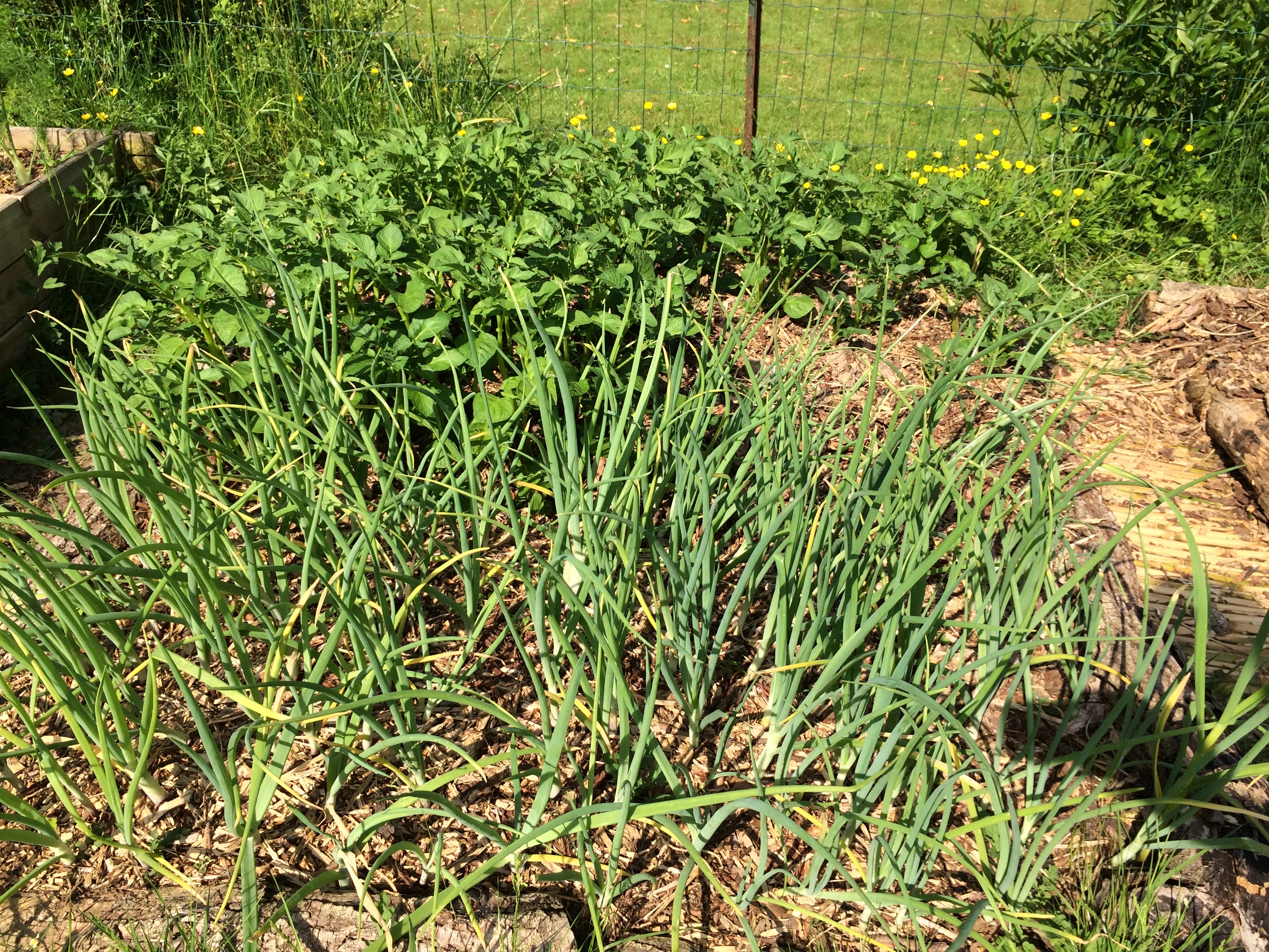 Pommes de terre et oignons