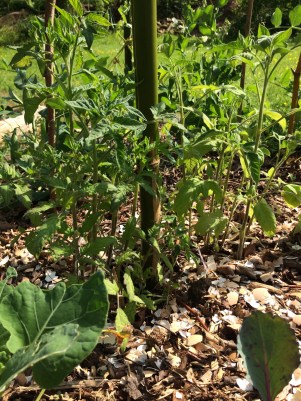 Tomtates siberiennes plantées au centre du tipi