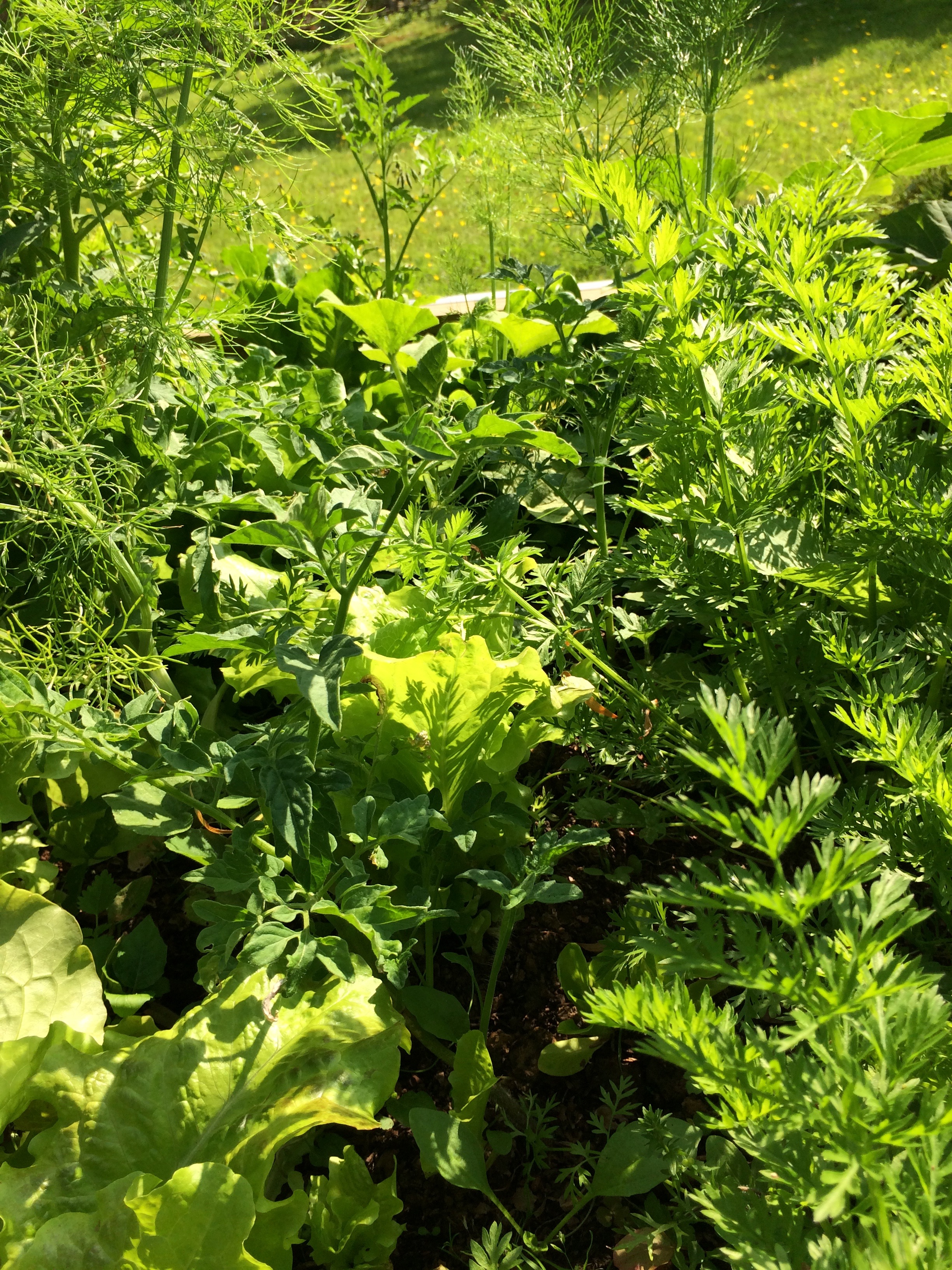 Un petit paradis ou tout se mélange