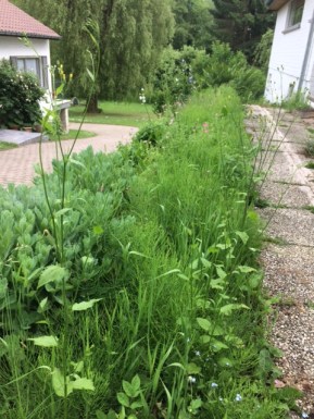 Allee de la maison laisse sauvage