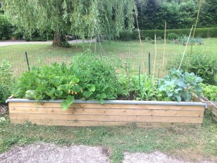 Culture en bac à légumes