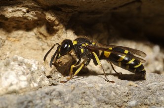 La_Guepe_solitaire
