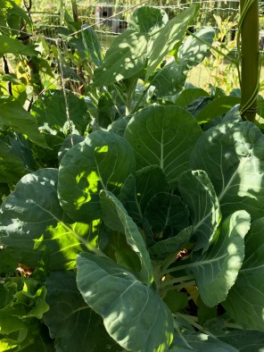 Tipi_Choux de bruxelles