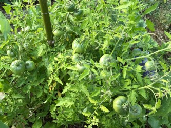 Tipi_Tomates au centre