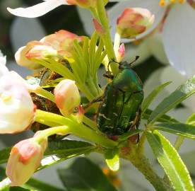 Cétoine dorée adulte