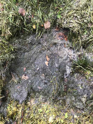 La tonte uniquement donne du purin