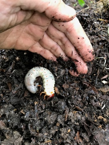Larve de Cétoine dorée