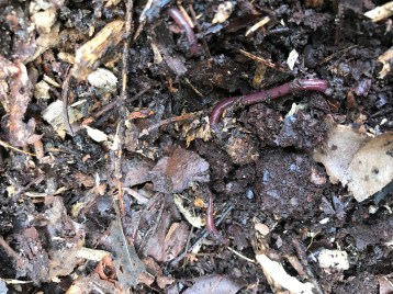 Vers de terre rouges