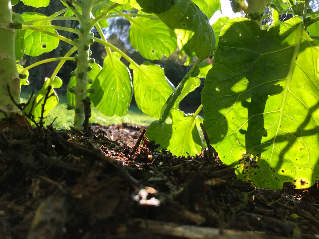 Nourrir sa terre c&rsquo;est se nourrir&nbsp;soi-même