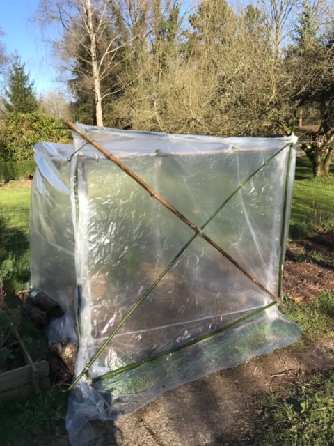 Serre à tomate&nbsp;quasi-gratuite